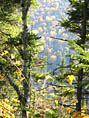 Arbres multicolores