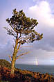 Arc-en-ciel sous Pin