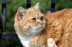 Attentif