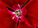Au coeur d'une fleur