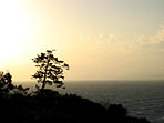 Bonzai grandeur nature