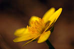 Bouton d'or