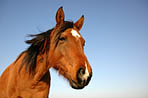 Buste de cheval