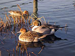 Canards japonnais