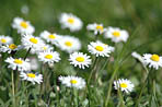 Champ de paquerettes