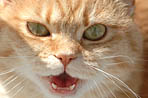 Chat en furie