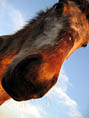 Cheval sympa