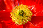 Coeur de tulipe