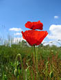Deux coquelicots