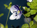 Fleur violette