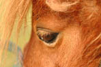Frimousse de poney attendrissante