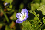 Miosotis 2