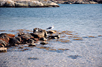 Mouette sudoise
