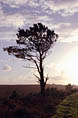 Pin en contre jour