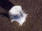 Plume sur le sable
