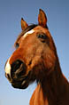 Portrait de cheval