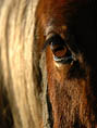 Regard d'une blonde