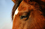 Regard triste de cheval