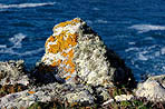 Rocher de lichen