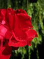 Rose et rose