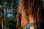 Tte de cheval