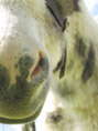 Truffe de Poney